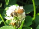 動物編の科のミツバチ（蜜蜂）