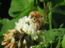 動物編の科のミツバチ（蜜蜂）