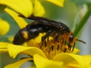 動物編の科のキオビツチバチ（キオビツチバチ）