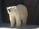 動物編の科のホッキョクグマ（北極熊）
