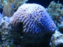 動物編の科のノウサンゴ（脳珊瑚）