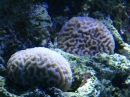 動物編の科のノウサンゴ（脳珊瑚）