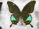 ưʪԤΥϥ祦ʤΥʥ󥢥(Papilio Karna)