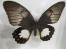 ưʪԤΥϥ祦ʤΥ᥹󥭥(Papilio aegeus)
