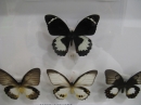 ưʪԤΥϥ祦ʤΥ᥹󥭥(Papilio aegeus)