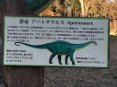 動物編の科のアパトサウルス（アパトサウルス）