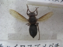 動物編の科のチャイロスズメバチ（北海道、本州）