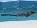 動物編の科のゴマフアザラシ（胡麻斑海豹）