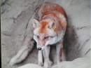 動物編の科のアカギツネ（赤狐）