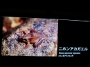 動物編の科のニホンアカガエル（日本赤蛙）