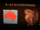 動物編の科のオーストラリアガマグチヨタカ（オーストラリアガマグチヨタカ）