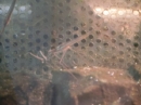 動物編の科のミズカマキリ（水蟷螂）