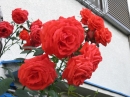 植物編のバラ科のバラ（薔薇）