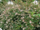 植物編のスイカズラ科のアベリア（ハナツクバネウツギ）（アベリア（花衝羽空木））