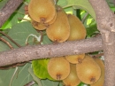 植物編のマタタビ科のキウイフルーツ（キウイフルーツ）