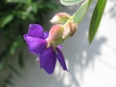 植物編のノボタン科のシコンノボタン（紫紺野牡丹）