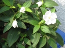 植物編のノボタン科のシロバナノボタン（白花野牡丹）