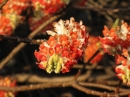 植物編のジンチョウゲ科のベニミツマタ（紅三椏）