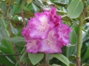 植物編のツツジ科のシャクナゲ（石楠花）