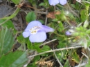 植物編のゴマノハグサ科のムラサキサギゴケ（紫鷺苔）