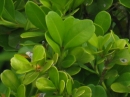 植物編のツゲ科のセイヨウツゲ（西洋ツゲ）