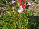 植物編のゴマノハグサ科のムラサキサギゴケ（紫鷺苔）