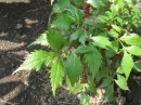 植物編のユキノシタ科のアカバナショウマ（赤花升麻）