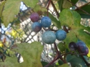 植物編のブドウ科のキレハノブドウ（切葉野葡萄）