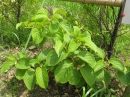 植物編のマタタビ科のサルナシ（猿梨）
