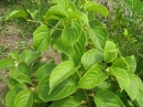 植物編のマタタビ科のサルナシ（猿梨）