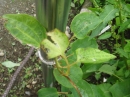 植物編のサルトリイバラ科のタチシオデ（立牛尾菜）