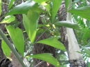 植物編のヤシ科のクジャクヤシ（孔雀椰子）