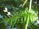 植物編のトチカガミ科のオオカナダモ（大カナダ藻）