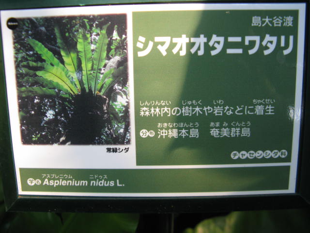 植物編のチャセンシダ科のシマオオタニワタリ