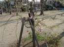 植物編のバラ科のシダレザクラ（枝垂桜）