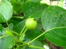 植物編のバラ科のナシ（梨）