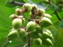 植物編のゴマノハグサ科のキリ（桐）