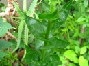 植物編のゴマノハグサ科のシロバナモウズイカ（白花毛蕊花）