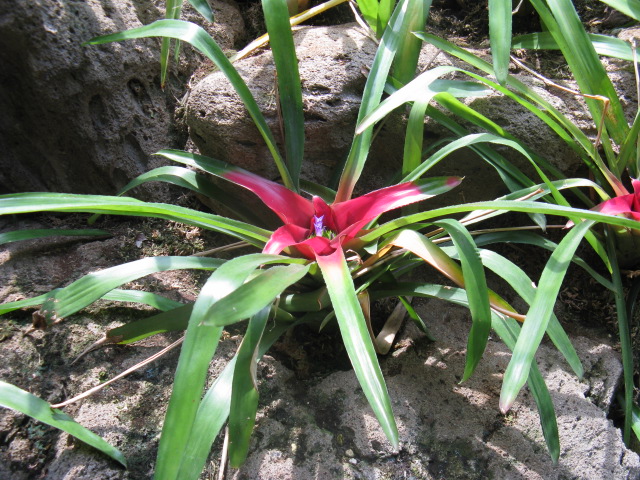 植物編のパイナップル科のネオレゲリア カロリナエ