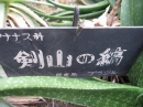 植物編のアナナス科のケンザンノシマ（剣山の縞）