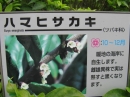 植物編のサカキ科のハマヒサカキ（浜姫榊）
