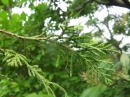 植物編のヒノキ科のイトヒバ（糸檜葉）