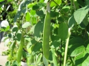 植物編のマメ科のエンドウ（豌豆）