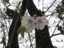 植物編のバラ科のサクラ（桜）