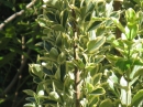 植物編のニシキギ科のキフクリンマサキ（黄覆輪柾）