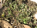 植物編のマメ科のカラスノエンドウ（烏野豌豆）