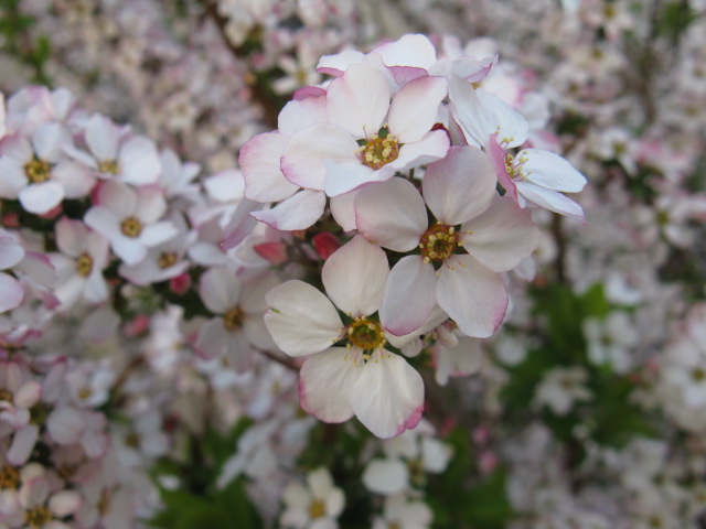 植物編のバラ科のピンクユキヤナギ