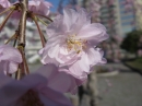 植物編のバラ科のシダレザクラ（枝垂桜）