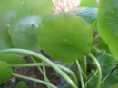植物編のウコギ科のウチワゼニクサ（団扇銭草）