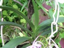 植物編のラン科のアスコフィネチア チェリーブロッサム（アスコフィネチア チェリーブロッサム）